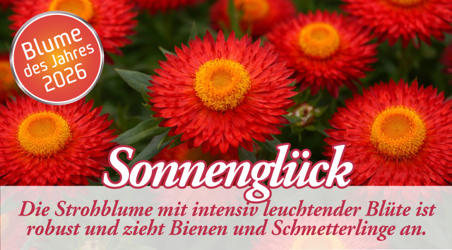 Sonnenglück - Strohblume