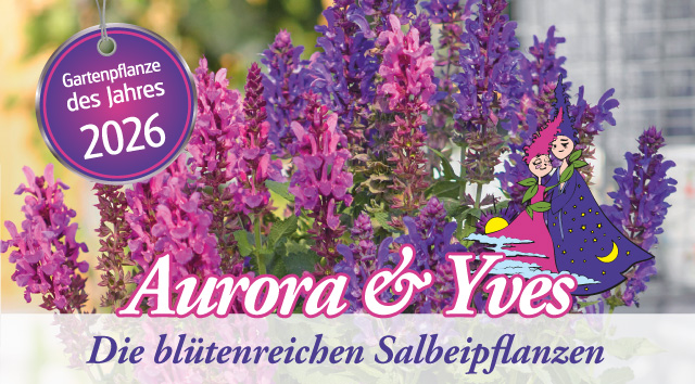 Aurora & Yves - Die blütenreichen Salbeipflanzen